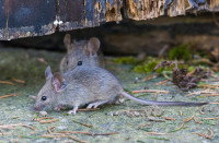 Deux souris dans une grange