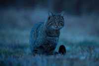 Un chat tigré dans un jardin pendant la nuit