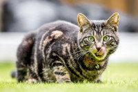 Un chat tigré avec une clochette accrochée à son collier