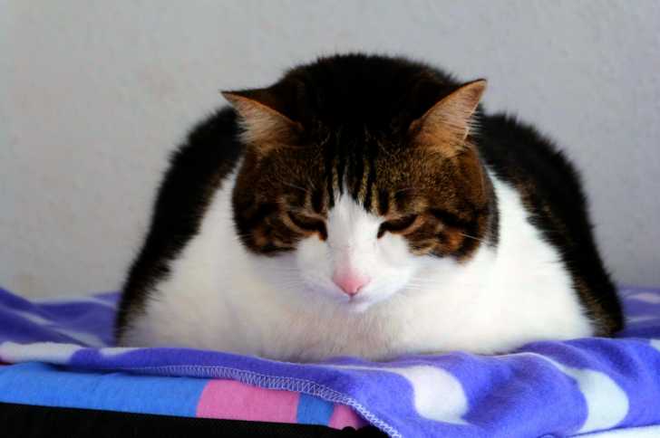 Chat Obese Causes Risques Et Traitement De L Obesite