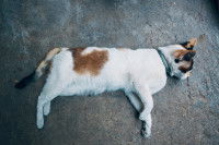 Un chat tricolore frappé par une voiture, allongé sur la route