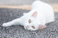Un chat blanc allongé sur la route
