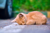 Un chaton roux couché sur la route à côté d'une voiture
