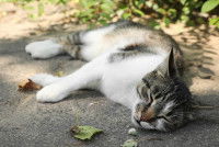Un chat couché sur la route, en mauvais état
