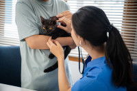 Une femme vétérinaire examine un chat noir blessé