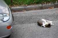 Un chat couché sur la route après avoir été heurté par une voiture