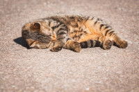 Un chat tigré inconscient sur une route