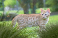 Un jeune chat roux observe une abeille