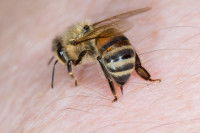 Une abeille en train de piquer avec son dard