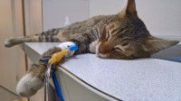 Un chat malade sous perfusion