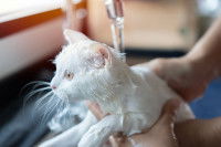 Un homme en train de laver un chat blanc