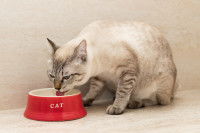 Un chat en train de boire dans sa gamelle