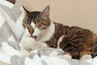 Un chat tigré et blanc faisant sa toilette