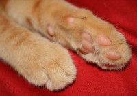 Les pattes avant d'un chat tigré roux