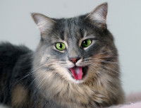 Un chat à poil long aux yeux verts haletant