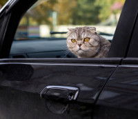 Un chat tigré au visage rond sortant la tête hors de la voiture