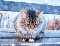 Un chat tigré sur un banc sous la neige