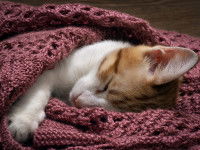 Un chat blanc et roux enroulé dans une couverture