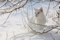 Un chat blanc assis dans la neige 