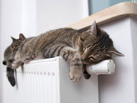 Deux chats tigré couché sur un chauffage