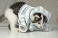 Un chat tigré et blanc essayant de sortir de son pull