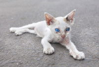 Un petit chat blanc aux yeux bleus perçants