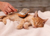 Un chat tigré roux en train de se faire brosser par son maitre