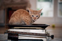Un petit chat roux coucher sur une balance manuelle