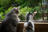 Deux chats intrigués par quelque chose