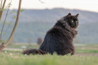 Un gros chat noir à poil long