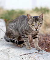 Un petit chat chétif sur un muret