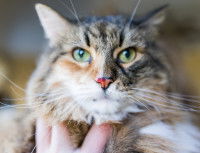 Un Maine Coon saigne du nez