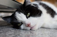 Un chat noir et blanc allongé sur le sol avec une blessure au nez