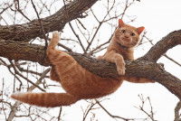 Chat roux et blanc sur le point de tomber d'une branche d'arbre
