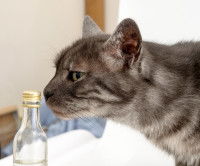 Un chat domestique gris renifle un flacon de produit chimique