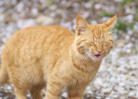 Chat roux en train d'éternuer