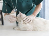 Un vétérinaire examine le nez d'un chat blanc à poil long