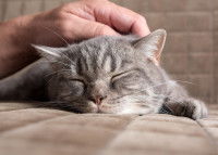 Un chat gris endormi en train d'être caressé par son maître