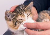 Une personne utilise une compresse sur le nez d'un chaton