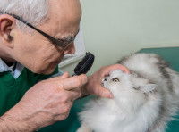 Un vétérinaire en train d'examiner le nez d'un chat blanc