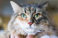 Un chat tricolore a du sang sur le nez