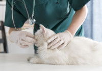 Un vétérinaire examine le nez d'un chat blanc à poil long