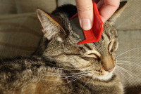 Une femme utilise un petit peigne pour détecter les puces sur un chat