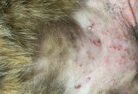 Le ventre d'un chat avec une maladie de peau