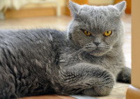 Un British Shorthair avec un air pas content allongé sur le sol