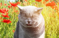 Un chat gris éternue dans un champ de coquelicots