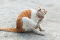 Un chat roux et blanc se gratte le cou avec la patte
