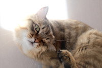 Un chat se gratte devant une fenêtre ensoleillée