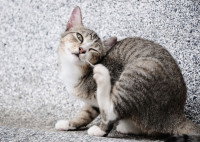 Un jeune chat tigré en train de se gratter