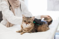 Une femme vétérinaire prend soin du pelage d'un chat